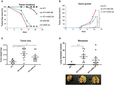 Polyploid Adipose Stem Cells Shift the Balance of IGF1/IGFBP2 to Promote the Growth of Breast Cancer